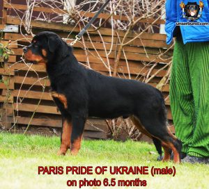 ротвейлер Paris Pride Of Ukraine