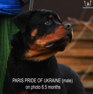 ротвейлер Paris Pride Of Ukraine