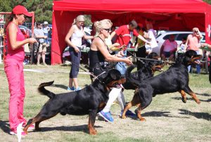 ротвейлер Cerium Unserbund