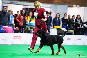 ротвейлер Krash Unserbund