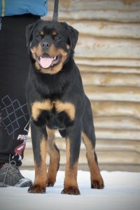 ротвейлер Pluton Pride Of Ukraine