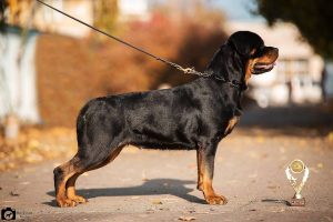 ротвейлер Zamba Unserbund