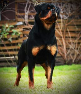 ротвейлер Fleya Unserbund