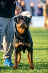 ротвейлер Friz Unserbund