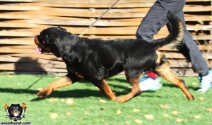 ротвейлер Bolo Unserbund