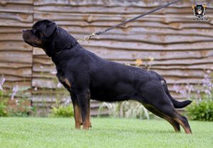 ротвейлер GUE UNSERBUND