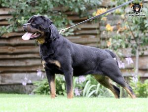 ротвейлер GUE UNSERBUND