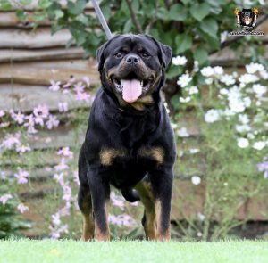 ротвейлер GUE UNSERBUND