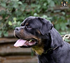 ротвейлер GUE UNSERBUND