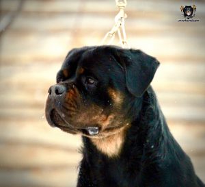 ротвейлер GUE UNSERBUND