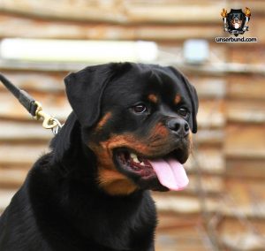ротвейлер GUE UNSERBUND