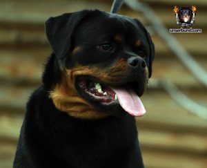 ротвейлер GUE UNSERBUND