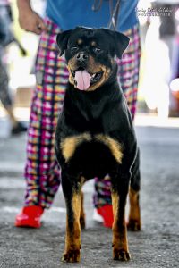 ротвейлер Freya Unserbund