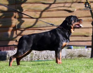 ротвейлер Francis Unserbund