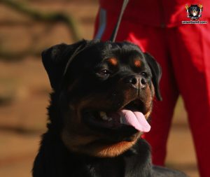 ротвейлер Francis Unserbund