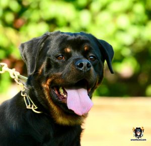 ротвейлер Francis Unserbund