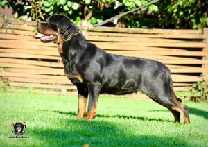 ротвейлер Francis Unserbund