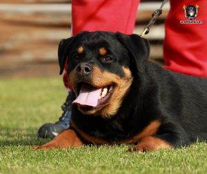 ротвейлер Iren Unserbund