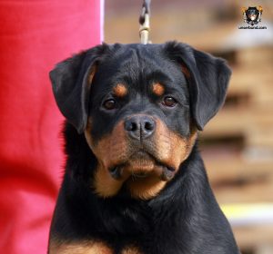 ротвейлер Iskra Unserbund