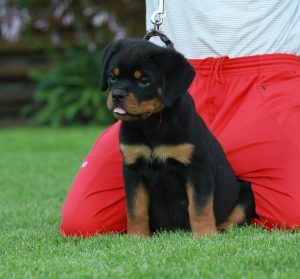 ротвейлер Irma Unserbund