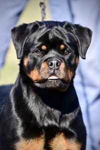 ротвейлер Diadora v.h.Pista