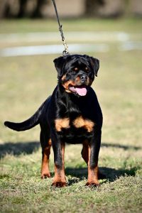 ротвейлер Diadora v.h.Pista