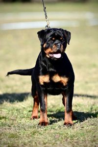 ротвейлер Diadora v.h.Pista