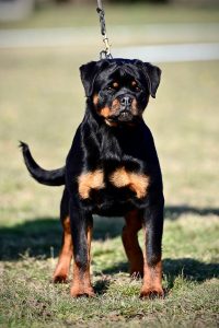 ротвейлер Diadora v.h.Pista