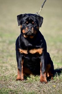 ротвейлер Diadora v.h.Pista