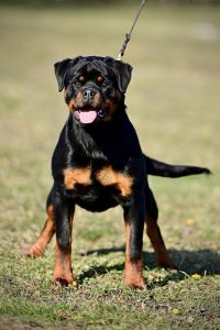 ротвейлер Diadora v.h.Pista