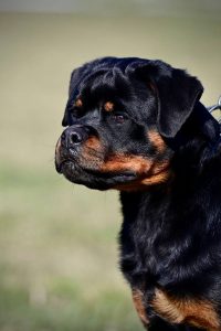 ротвейлер Diadora v.h.Pista