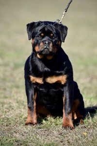 ротвейлер Diadora v.h.Pista