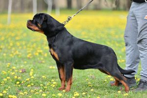 ротвейлер Diadora v.h.Pista