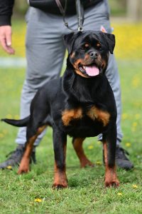 ротвейлер Diadora v.h.Pista