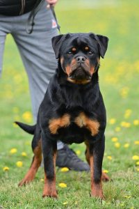 ротвейлер Diadora v.h.Pista