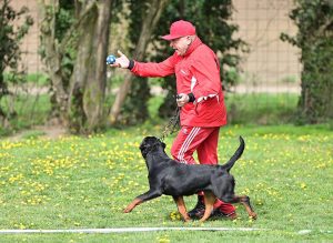 ротвейлер Diadora v.h.Pista