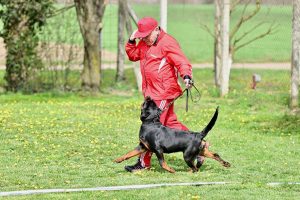 ротвейлер Diadora v.h.Pista