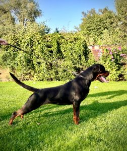 ротвейлер Diadora v.h.Pista