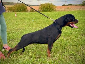 ротвейлер Diadora v.h.Pista