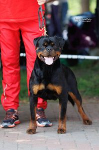 ротвейлер Diadora v.h.Pista