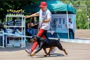 ротвейлер Diadora v.h.Pista