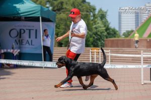 ротвейлер Diadora v.h.Pista