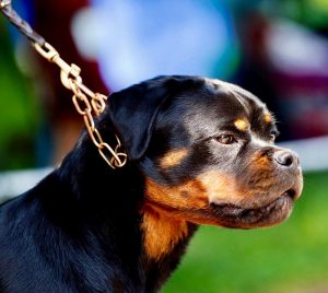 ротвейлер Diadora v.h.Pista