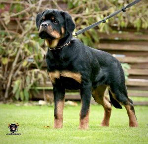 ротвейлер Ajax Unserbund