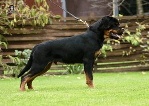 ротвейлер Ajax Unserbund