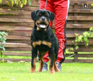 ротвейлер Ajax Unserbund