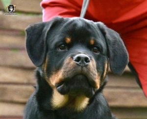 ротвейлер Ajax Unserbund