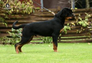 ротвейлер Ajax Unserbund