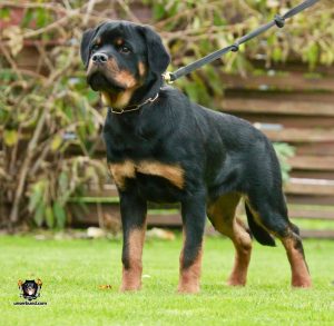 ротвейлер Ajax Unserbund