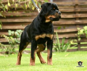 ротвейлер Ajax Unserbund